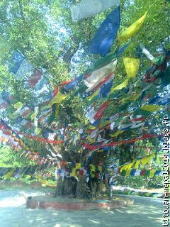 L'arbre où selon la légende serait né Bouddha